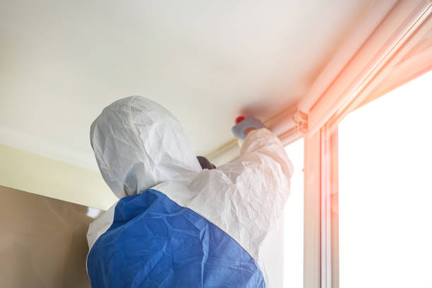 Best Black Mold Removal  in Ransomville, NY